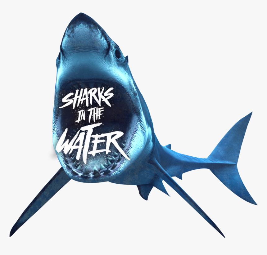 Sharks-banner - Transparent Background Shark Png, Png Download, Free Download