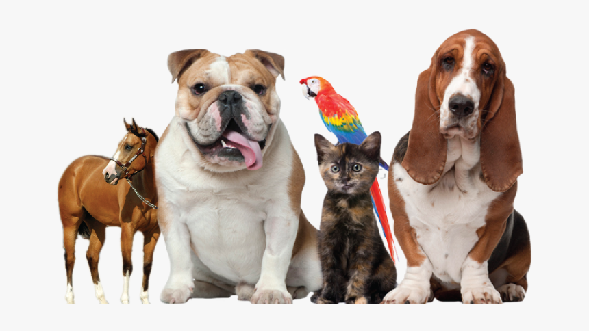 Thumb Image - Pets And Animals, HD Png Download, Free Download