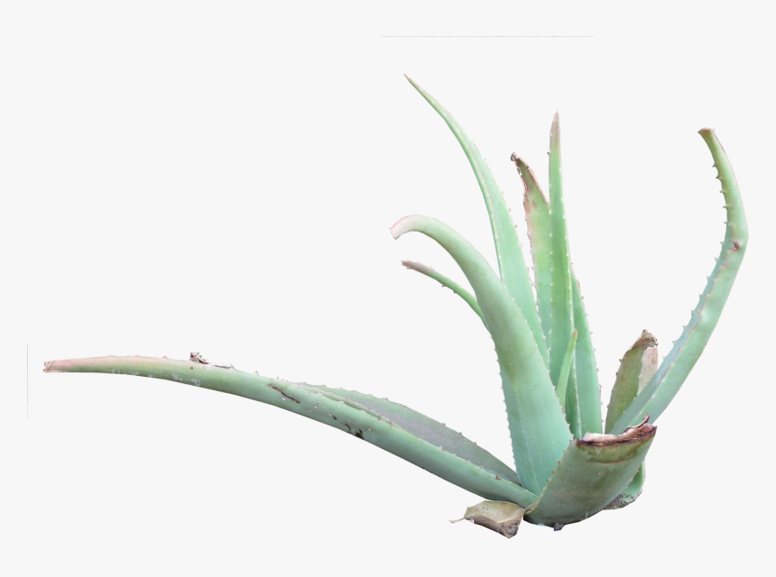 Aloe Vera Png, Transparent Png, Free Download