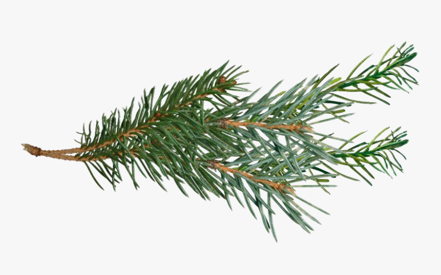 Pine Branch Png Pic - Pine Branch Clip Art, Transparent Png, Free Download