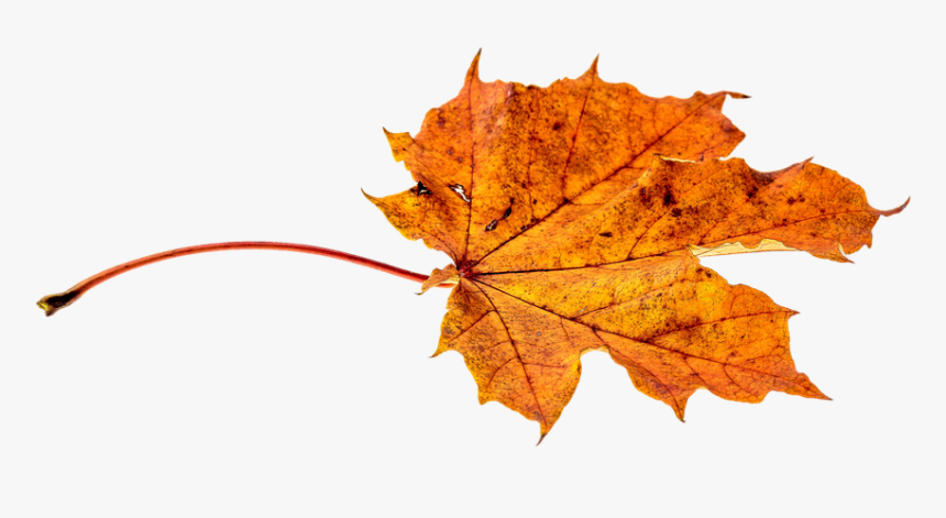 Autumn, Leaves, Leaf, Png, Transparent, Fall Color - Leaf Autumn Fall Png, Png Download, Free Download