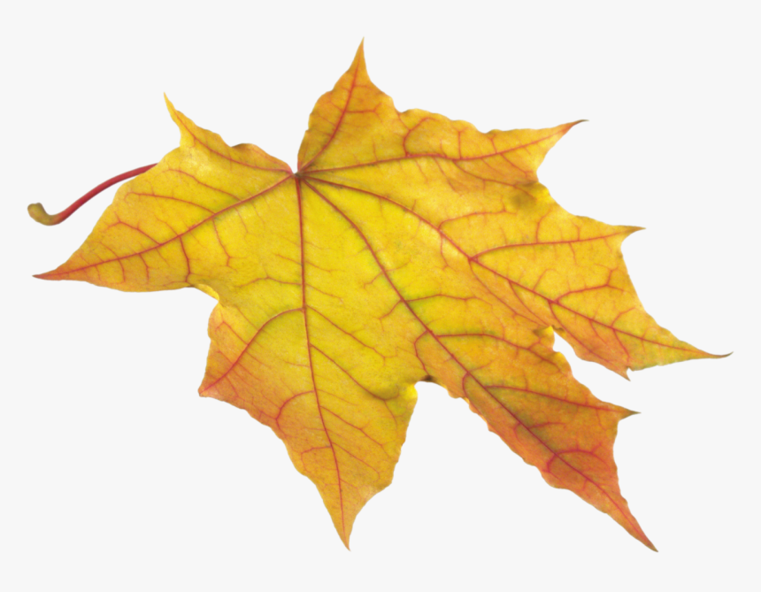 Yellow Leaf Png Image Sycamore Leaves Fall Transparent Png Kindpng