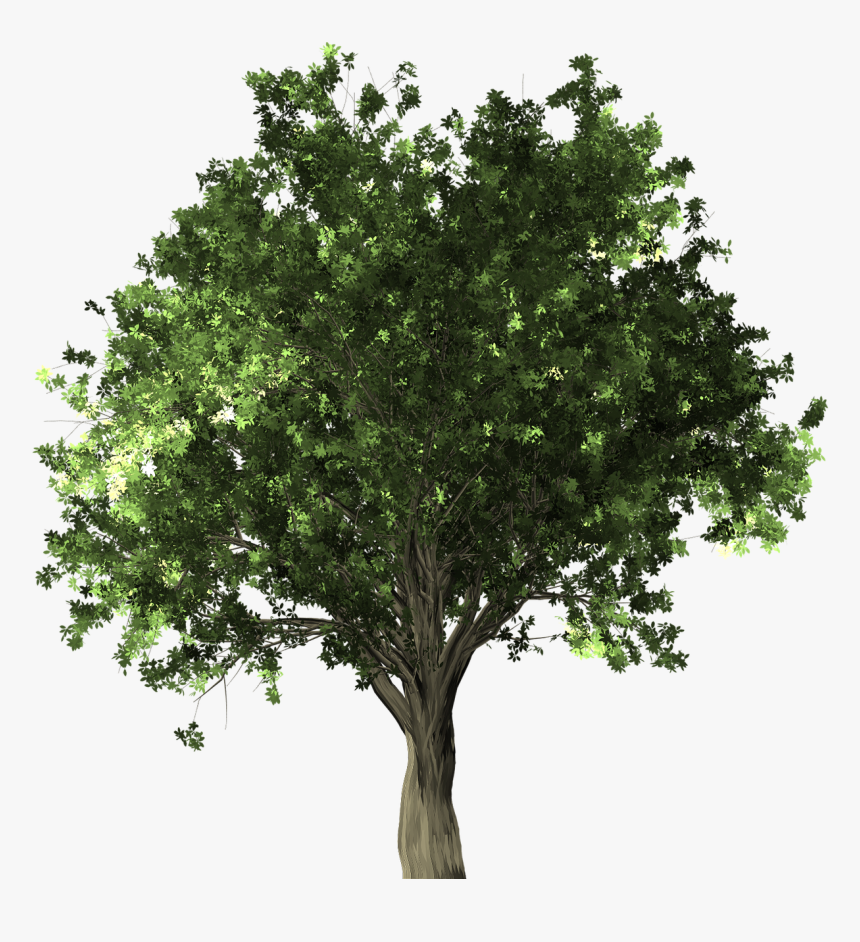 Black Oak Tree Png, Transparent Png, Free Download