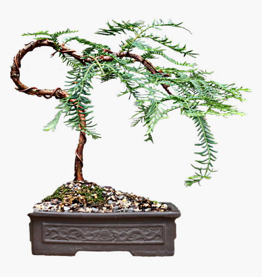 #real #nature #miniature #bonsai #tree - Bonsai, HD Png Download, Free Download