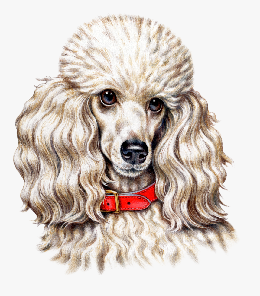 Dog Print Png, Transparent Png, Free Download