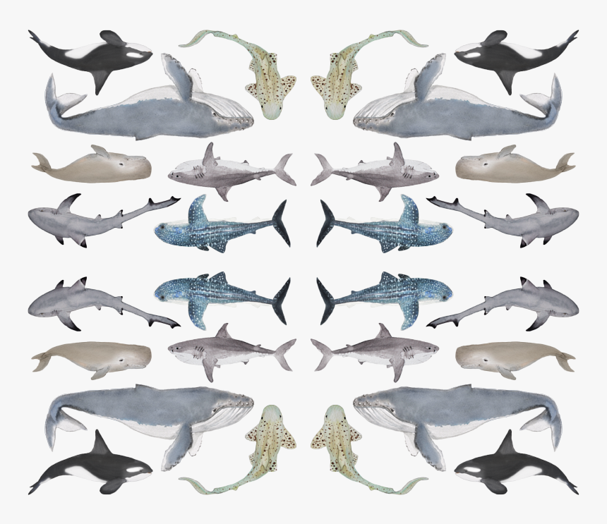 Great White Shark , Png Download - Great White Shark, Transparent Png, Free Download