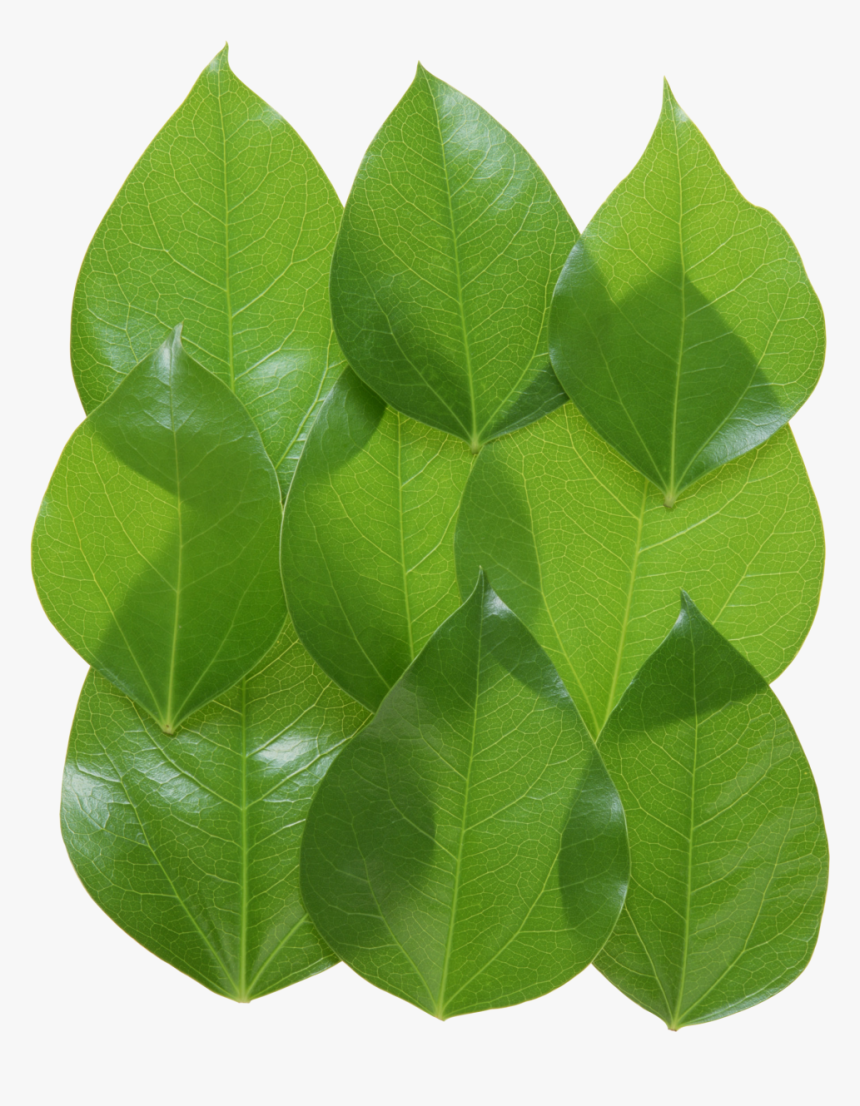 Green Leaves Png Image - Portable Network Graphics, Transparent Png, Free Download