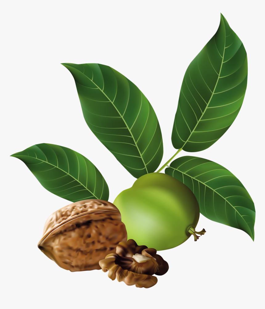 Walnut Png, Transparent Png, Free Download