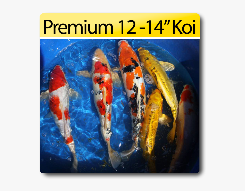 Select Koi, HD Png Download, Free Download