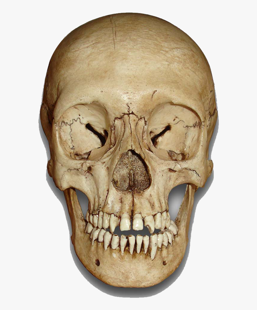 Skull Png - Human Head Skull Free, Transparent Png, Free Download