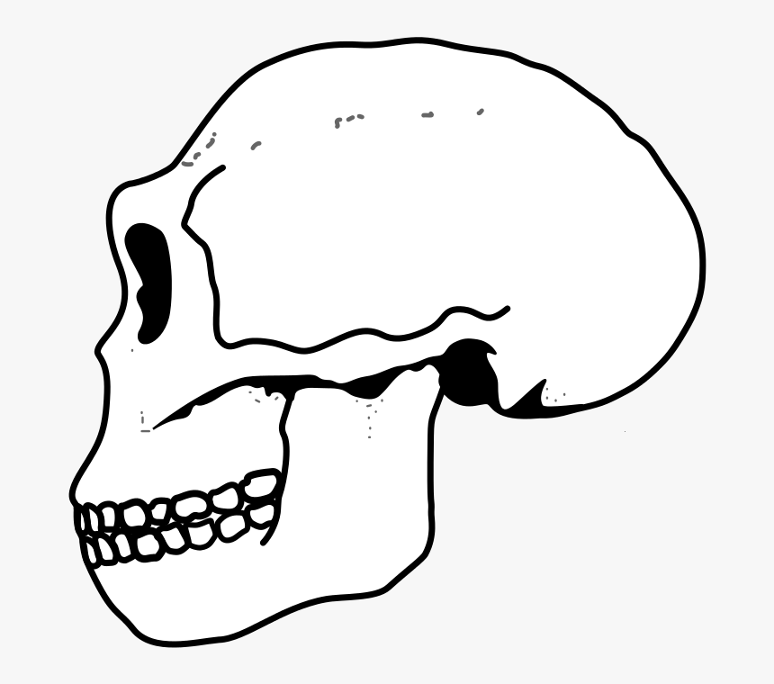 Ergaster Skull - Совок Головного Мозга, HD Png Download, Free Download