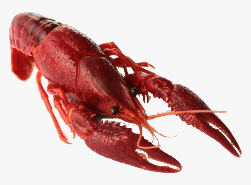 Crawfish Sống , Png Download - Red Crawfish, Transparent Png, Free Download