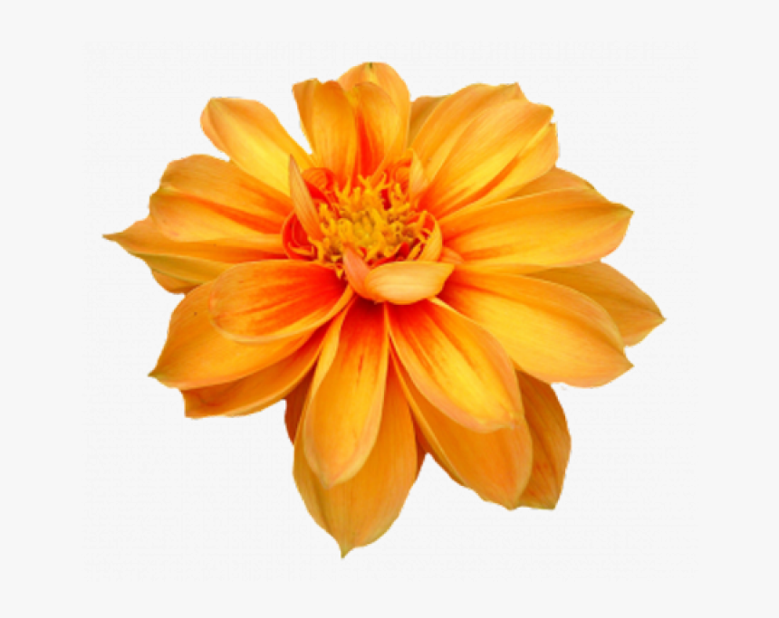 Flower Png Image - Marigold Flower Transparent Background, Png Download, Free Download