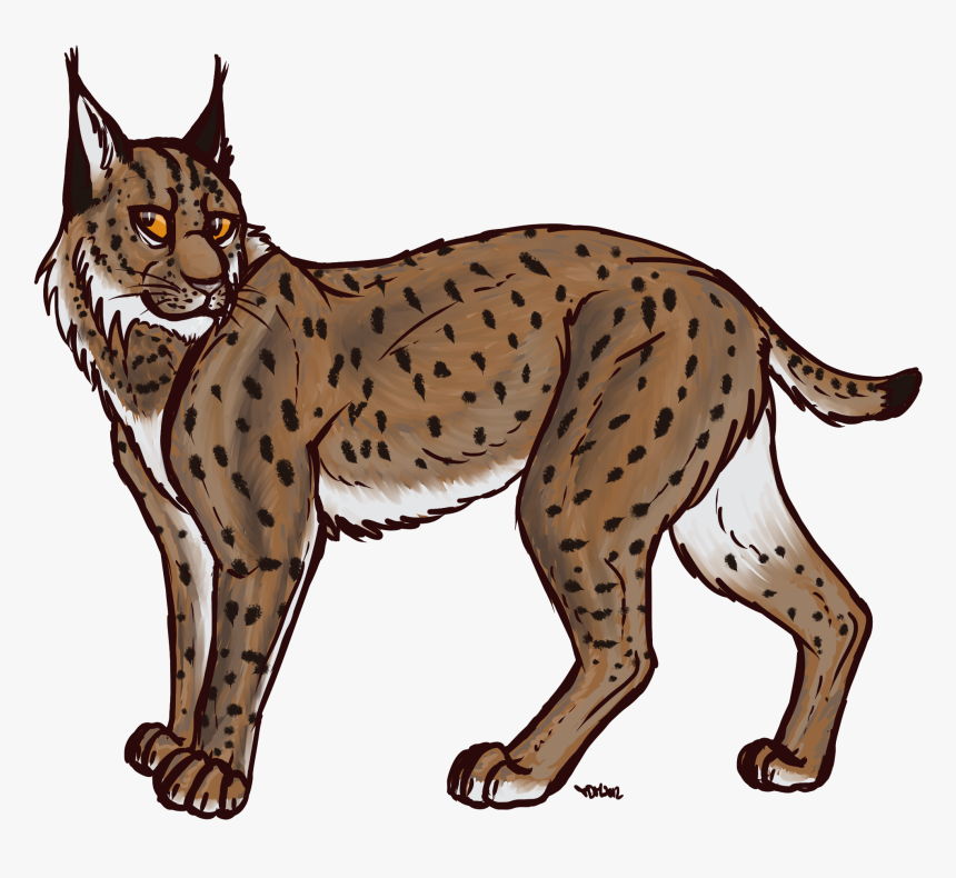 Download Lynx Transparent - Canada Lynx Clipart, HD Png Download, Free Download