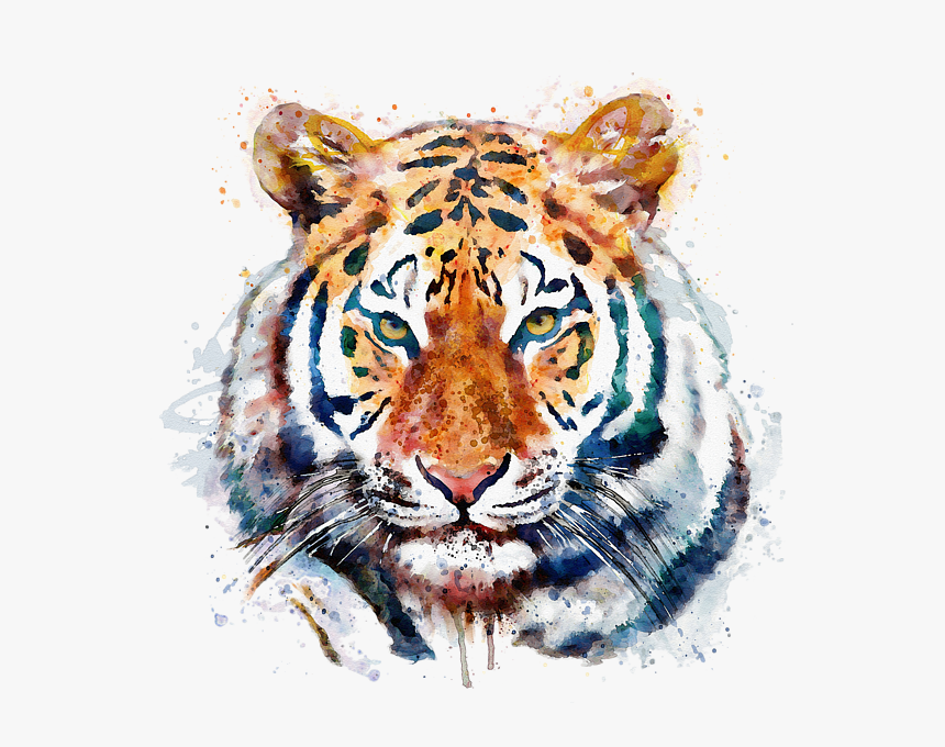 Tiger Drawing Watercolor, HD Png Download - kindpng