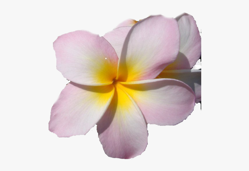 Pink Frangipani Png Picture, Transparent Png, Free Download