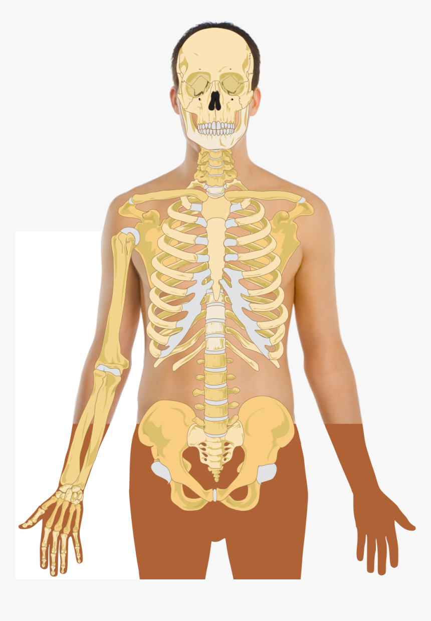 Skeleton With Lungs Stomach , Png Download - Human With Skeleton, Transparent Png, Free Download