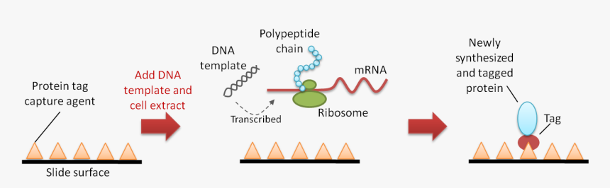 Figure 2 Pisa - Protein Array, HD Png Download, Free Download