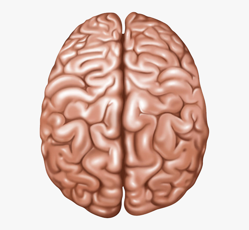 Brain Png - Lobes Of The Brain Top View, Transparent Png, Free Download