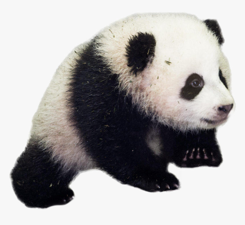 Печать фото омск панда