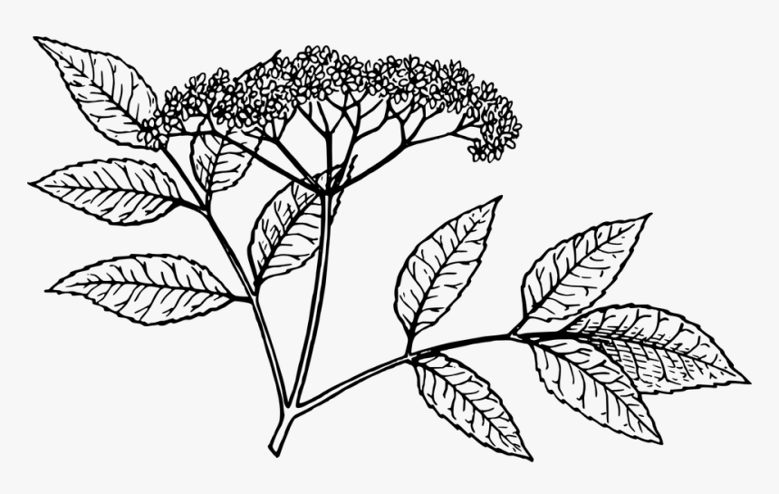 Elderberry Tree Clipart Images - Red Elderberry Drawing, HD Png Download, Free Download