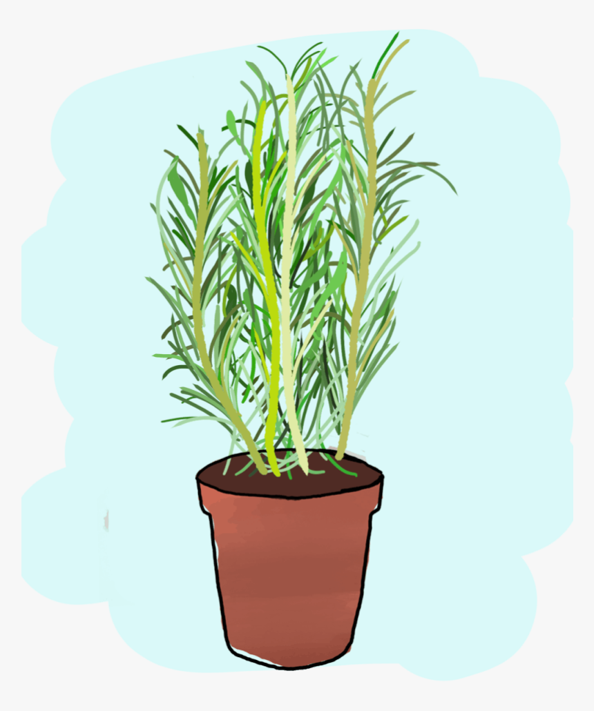 Houseplant, HD Png Download, Free Download