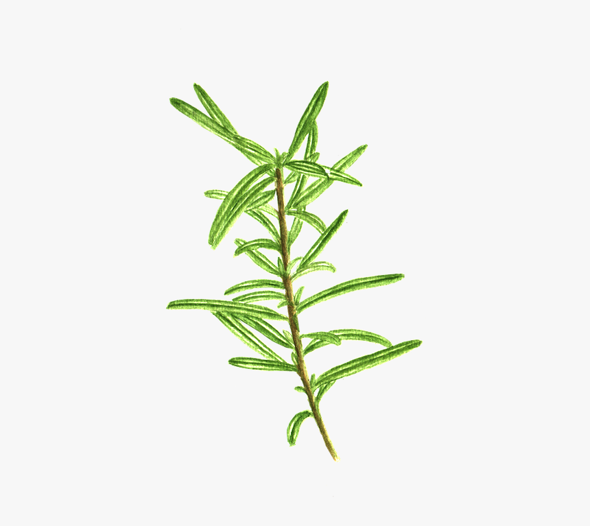 Plant Stem, HD Png Download, Free Download