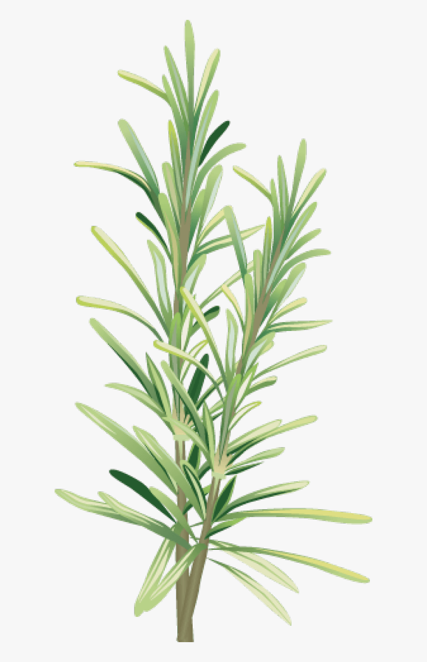 Spices And Herbs - Rosemary Clipart, HD Png Download, Free Download