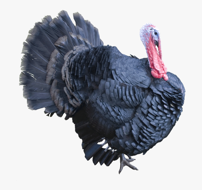 Turkey Background Bird Transparent - Turkeys Png, Png Download, Free Download