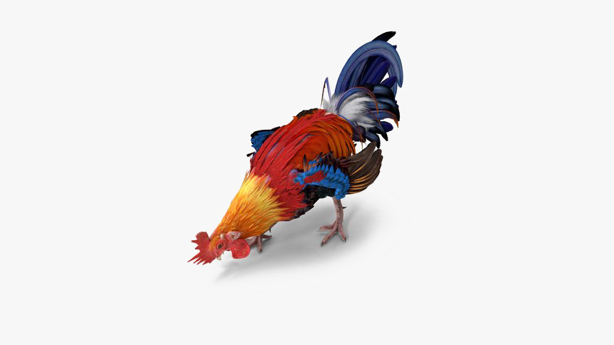 Rooster Transparent - Turkey, HD Png Download, Free Download