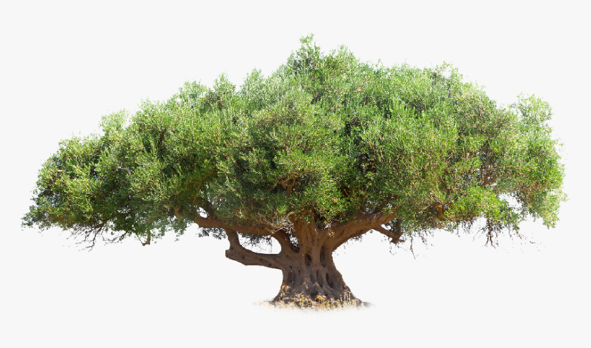 Mexican Pinyon, HD Png Download, Free Download