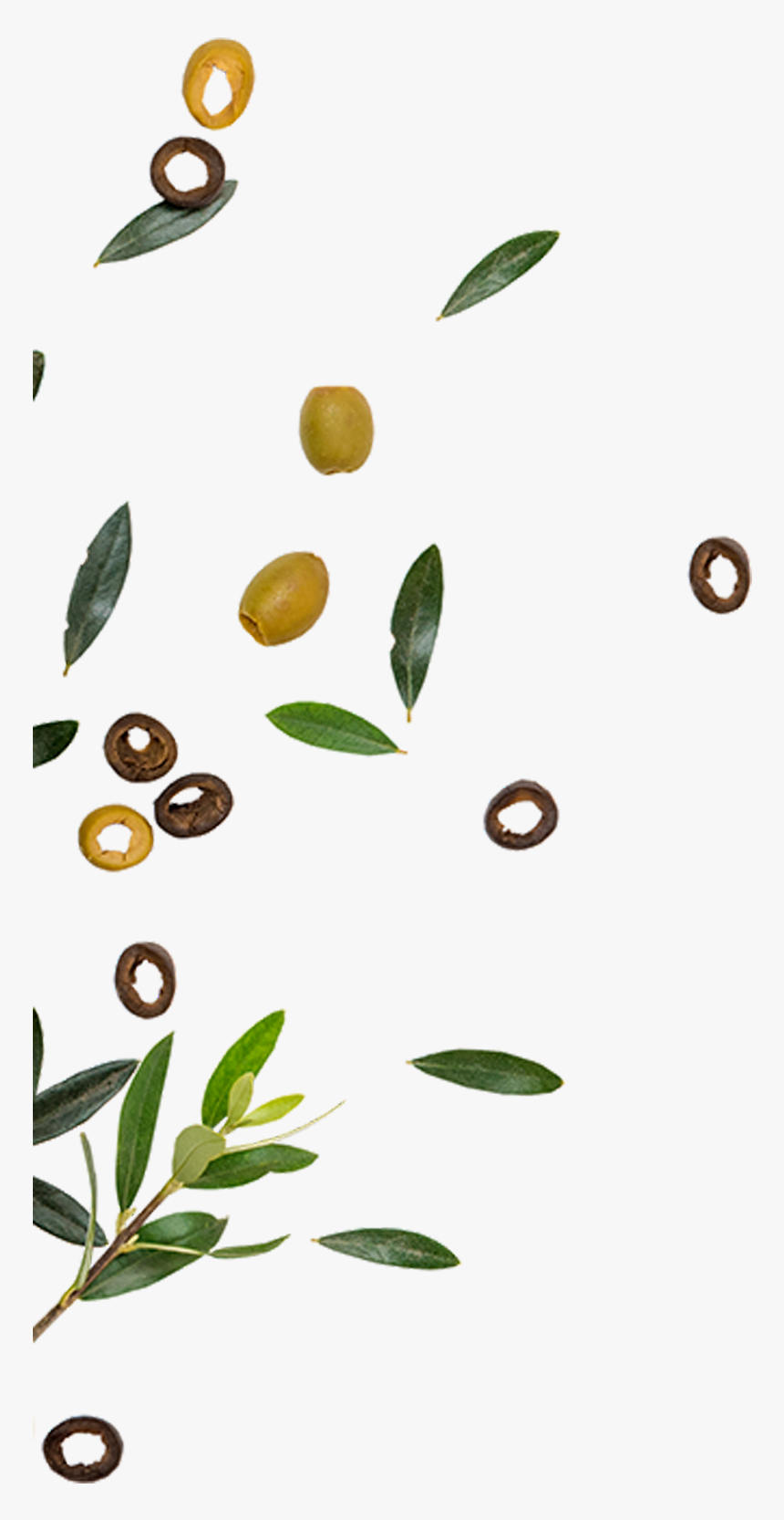 Golden Olive Is One Of The Leading Companies In The - Olive, HD Png Download, Free Download