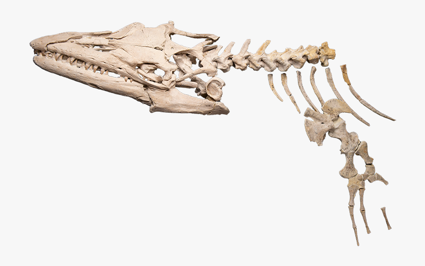 A Skeleton Of A Mosasaur - Skeleton, HD Png Download, Free Download