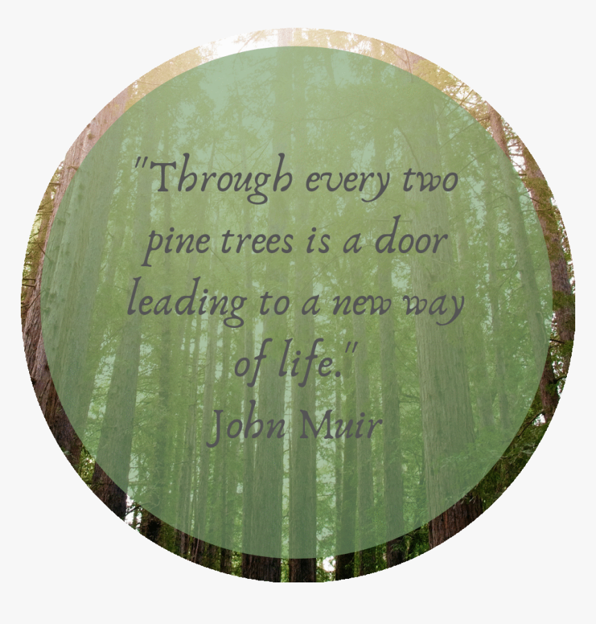 Through Every Two Pine Trees Cropped - Circle, HD Png Download, Free Download