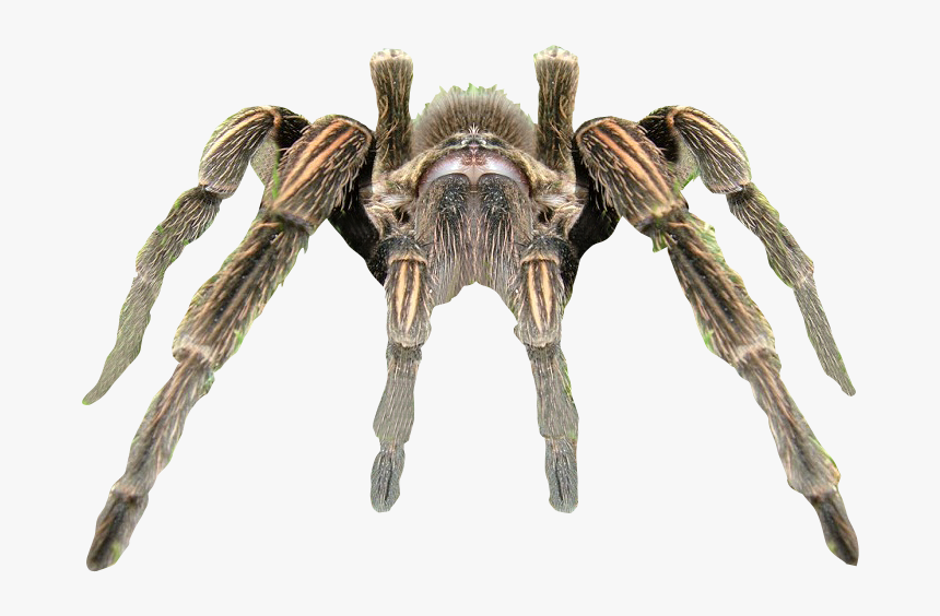 Spider Transparent Background, HD Png Download, Free Download