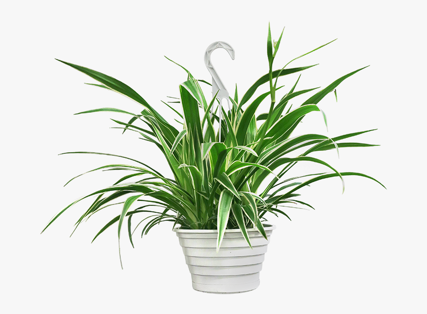 Flowerpot, HD Png Download, Free Download