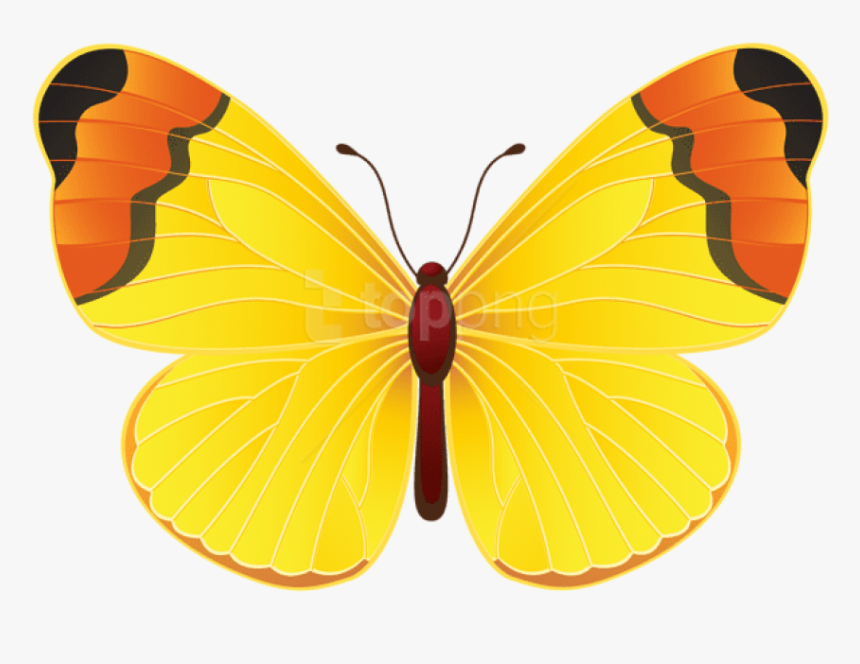 Download Free Clipart With - Clipart Yellow Butterfly, HD Png Download, Free Download