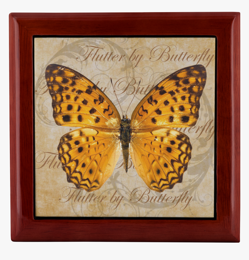 Real Butterfly Png Hd, Transparent Png, Free Download