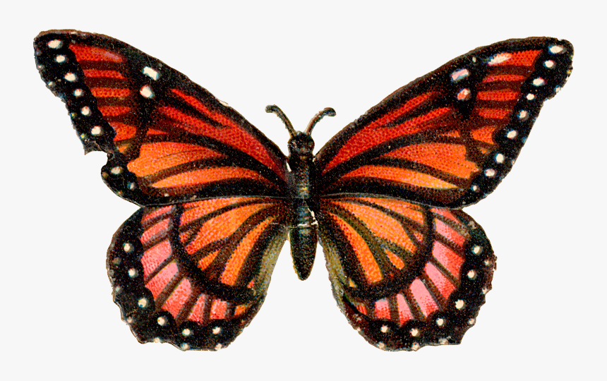 Orange Pink Butterfly Mug , Png Download - Desenhos De Borboletas Coloridas, Transparent Png, Free Download