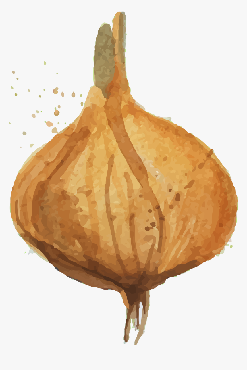 Drawn Onion White Png - Drawing, Transparent Png, Free Download