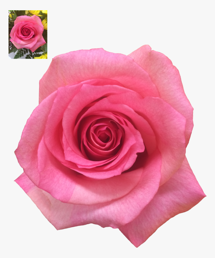 Pink Rose Transparent Background Png - Garden Roses, Png Download, Free Download