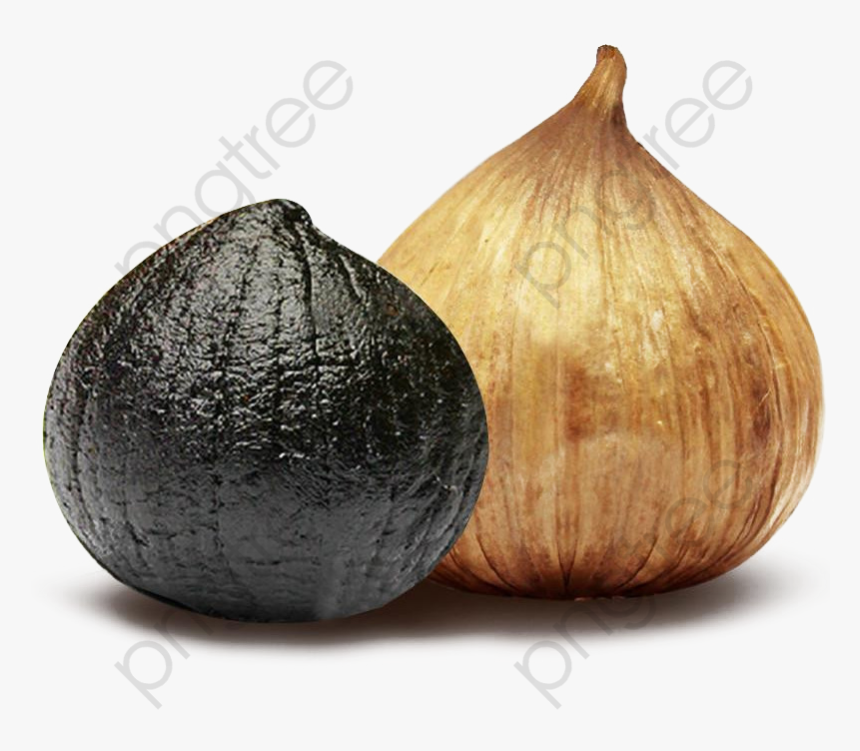 garlic black and white clipart