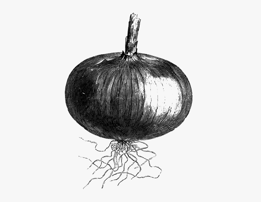 Drawings Of An Onion, HD Png Download, Free Download