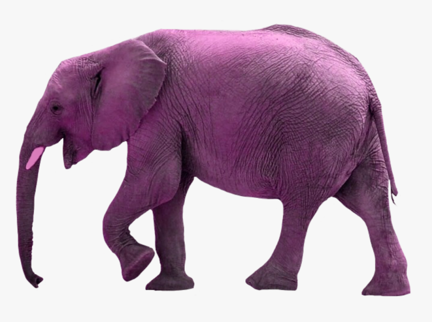 #pink#elephant#kzap, HD Png Download, Free Download