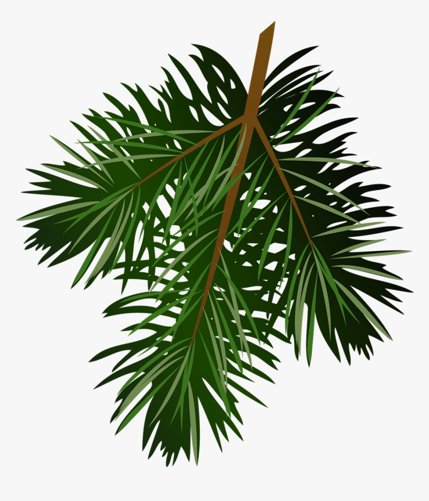 Pine Tree Branch Png - Pine Branch Png, Transparent Png, Free Download