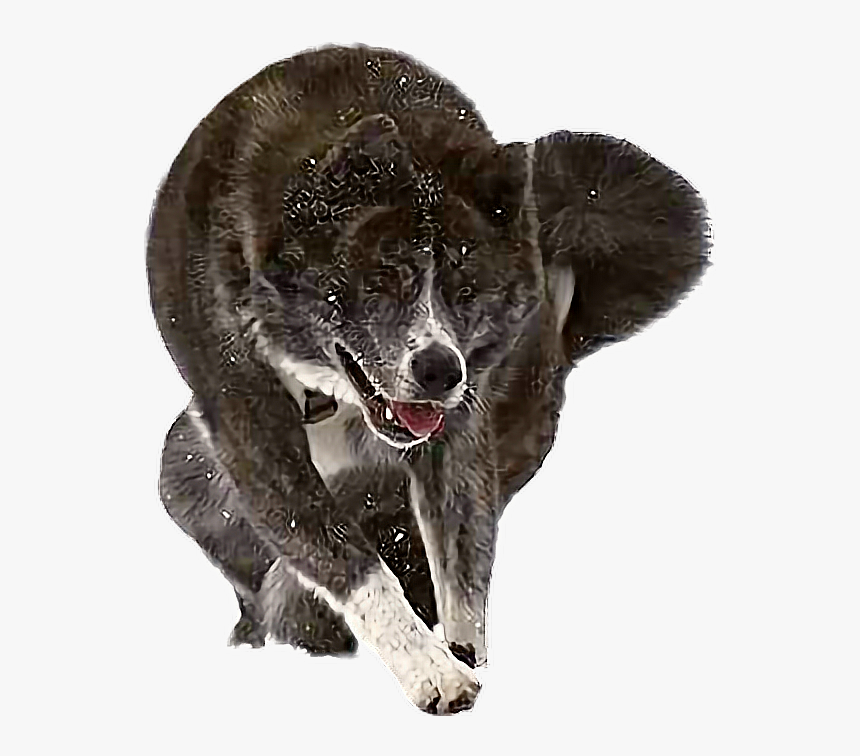 Transparent Akita Png - Dog Yawns, Png Download, Free Download