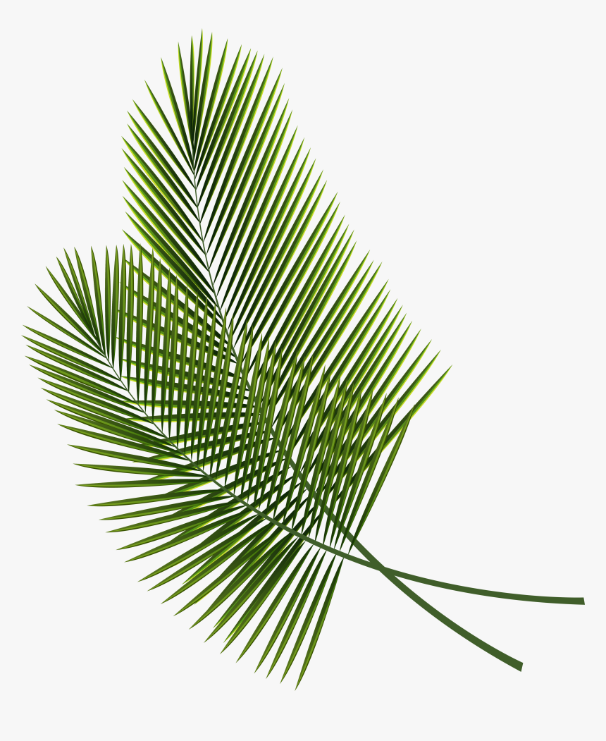 Leaf Arecaceae Palm Branch Clip Art - Transparent Background Palm Tree Leaves, HD Png Download, Free Download