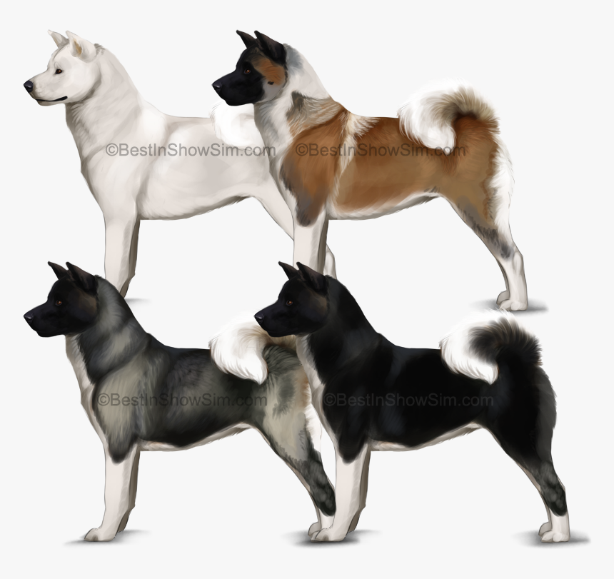 American Akita Coat Colors, HD Png Download, Free Download