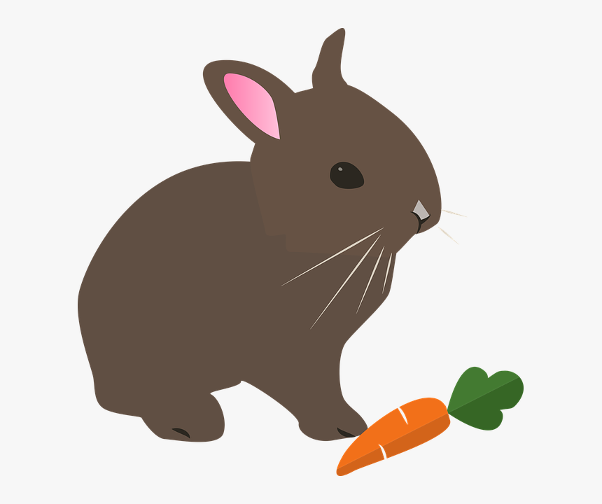 Free Photo Rabbit Spring Hare Animal Pet Easter Nature - Kelinci Png, Transparent Png, Free Download