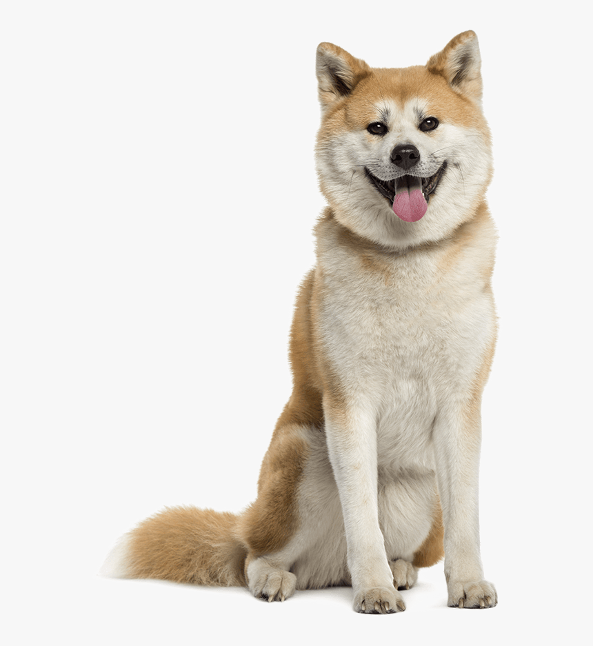 Akita Inu, HD Png Download, Free Download